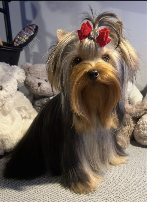 Yorkshire Terrier