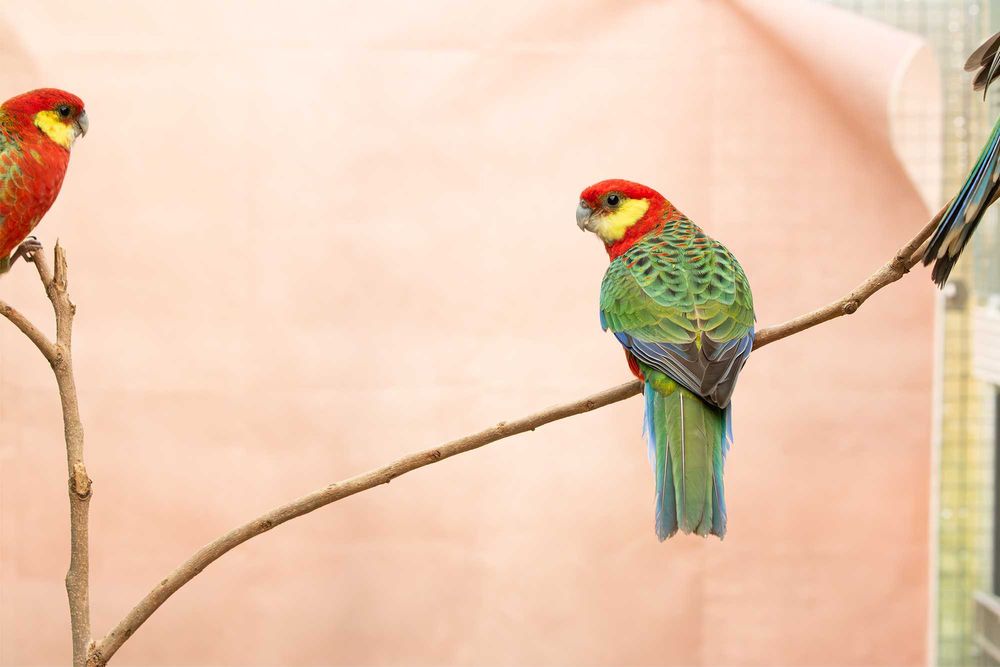 Roselas Stanley para ceder