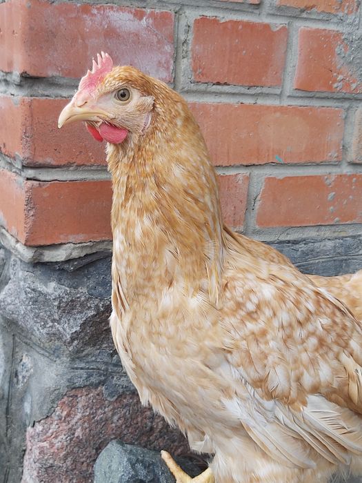 Ломан Браун,молода курочка 5,5 міс