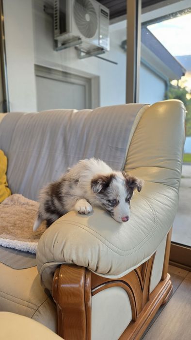 Border Collie Red Merle Fêmea (Olho Azul e Verde)