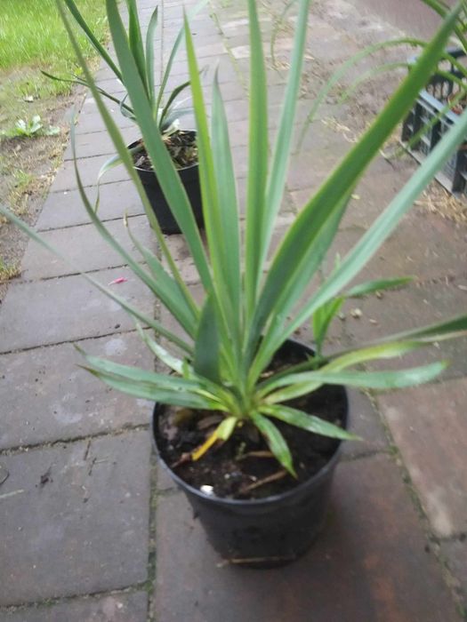 Sprzedam Juki Ogrodowe