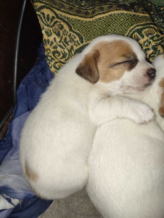 Джек Рассел тер'єр