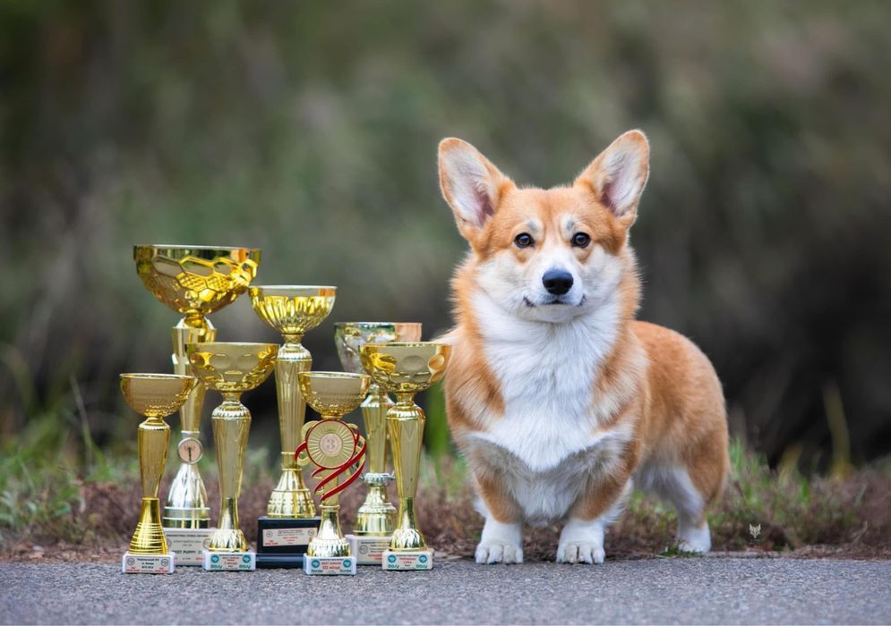 Продаються цуценята Вельш Коргі пемброк