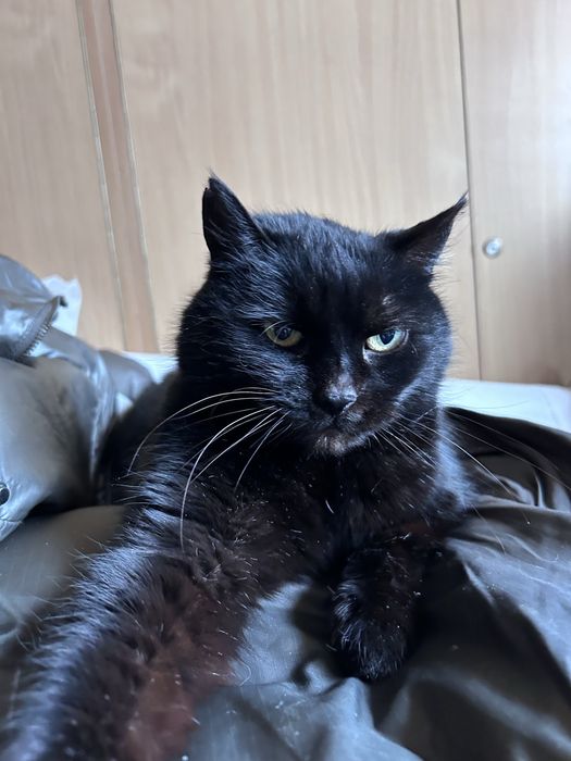 Czarna utocza kotka  szuka  domu