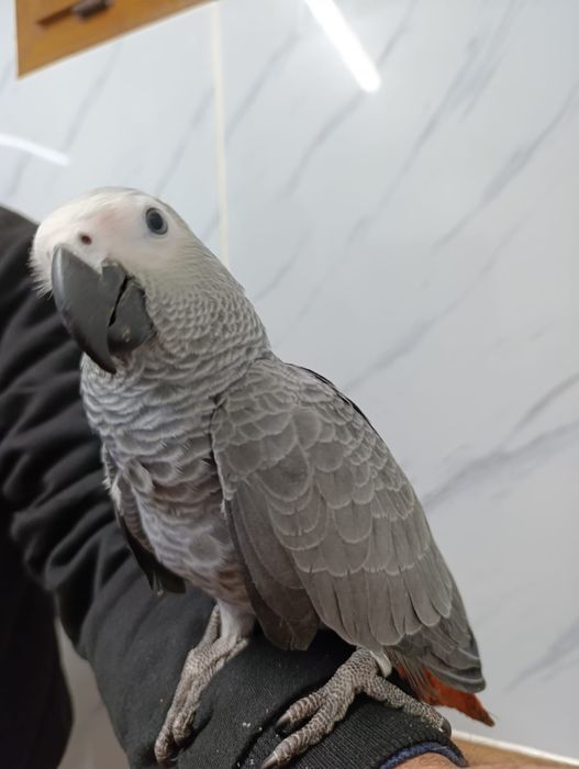 Papagaio cinzento com cerca de 3 meses