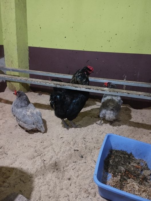 Інкубаційне яйце Амераукана