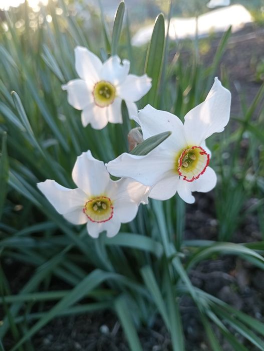 Нарциси, тюльпани,іриси,анемона,очіток