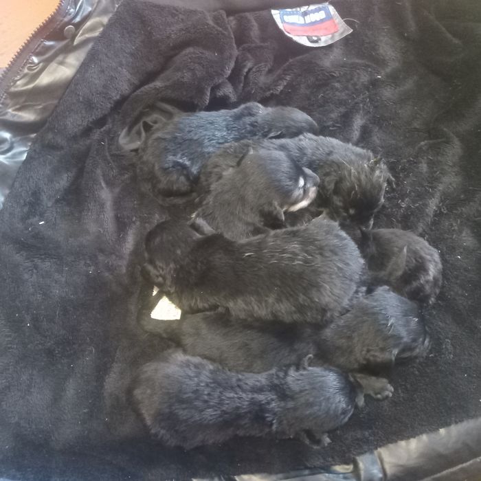 Отдам щенков  безплатно