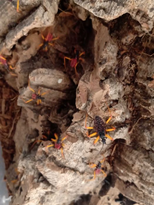 Psytalla horrida pluskwiak 10 Sztuk pluskwiaki