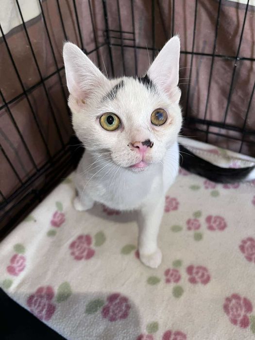 Nie mają szans na adopcję bo są brzydkie? :(