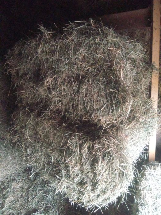 Siano z koniczyną czerwoną, lucerną. Rośliny motylkowe