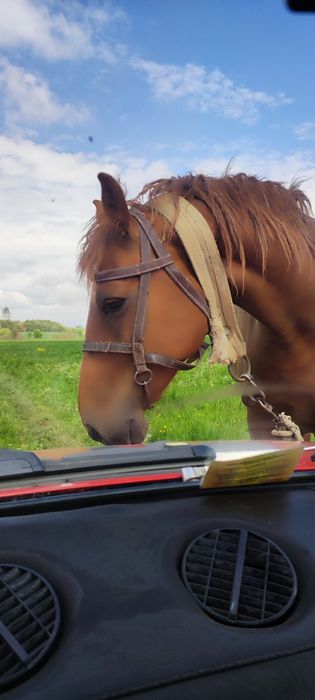 Продам робочу кобилу