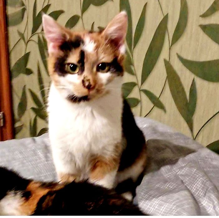 Trikolorka, 9 miesięczna koteńka do adopcji..wraz z mamą