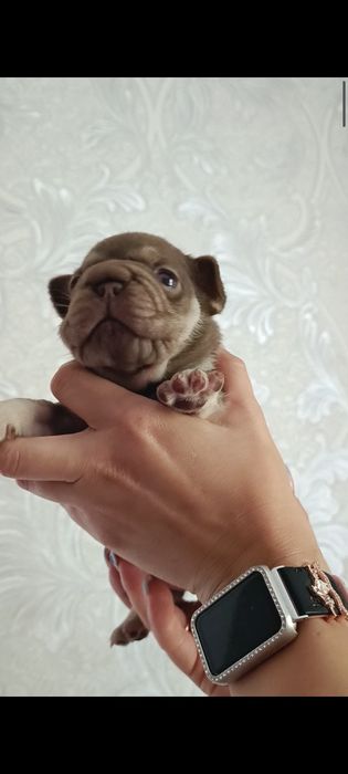 Дівчинка Роджо tan Ізабелла Нью шейд