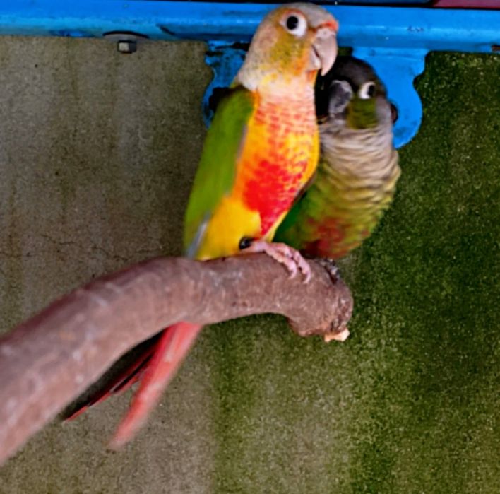 Pyrrhuras.         .