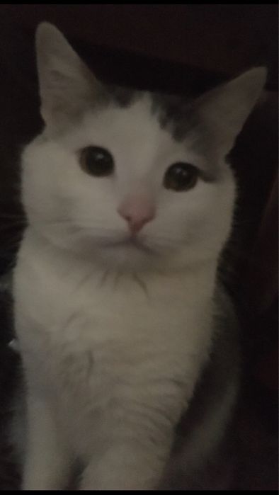 Срочно Ручной котик