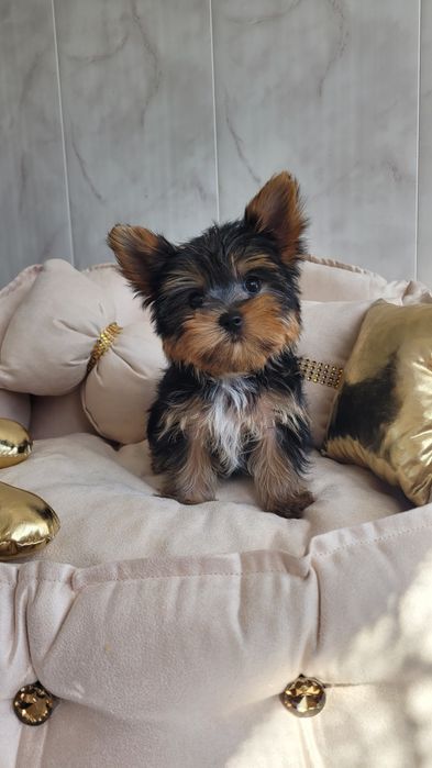 Yorkshire terrier maleńki  piesek z wyprawką