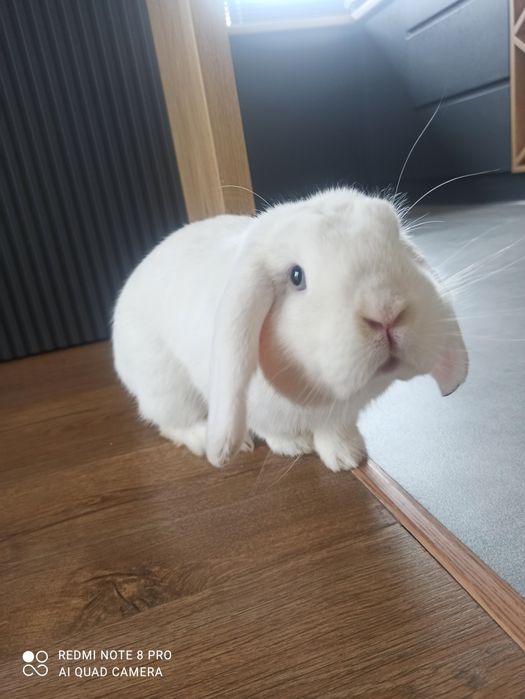 Sprzedam króliczka mini lop