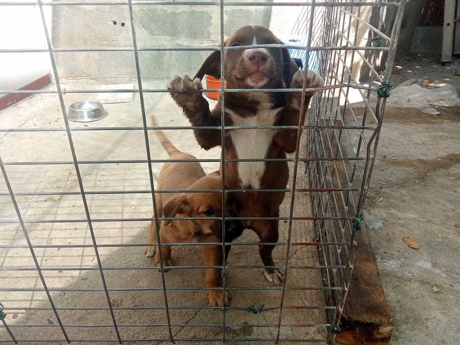 Cachorros pra adoção