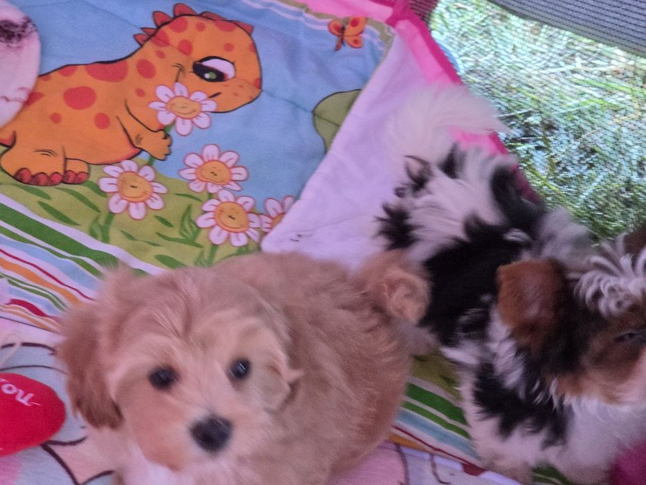 Maltipoo z metryką