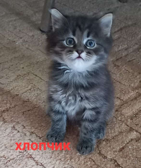 Віддам кошкняток