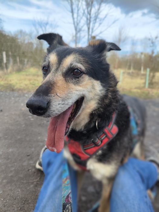 Bosman od 3 lat czeka na dom w schronisku