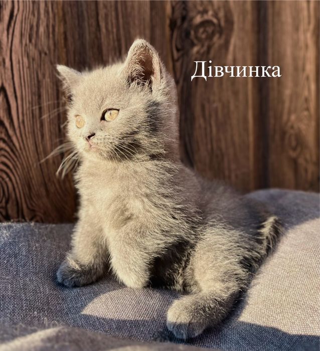 Британські кошенята