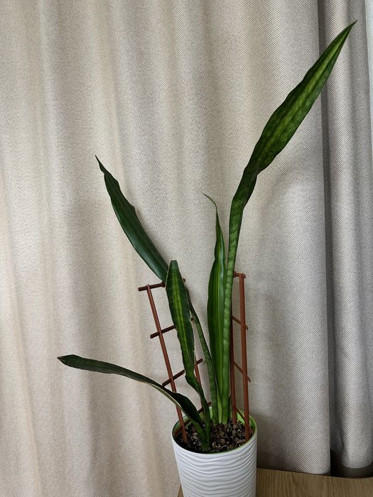 Сансевієрія  Bob smile аубрутіана айо