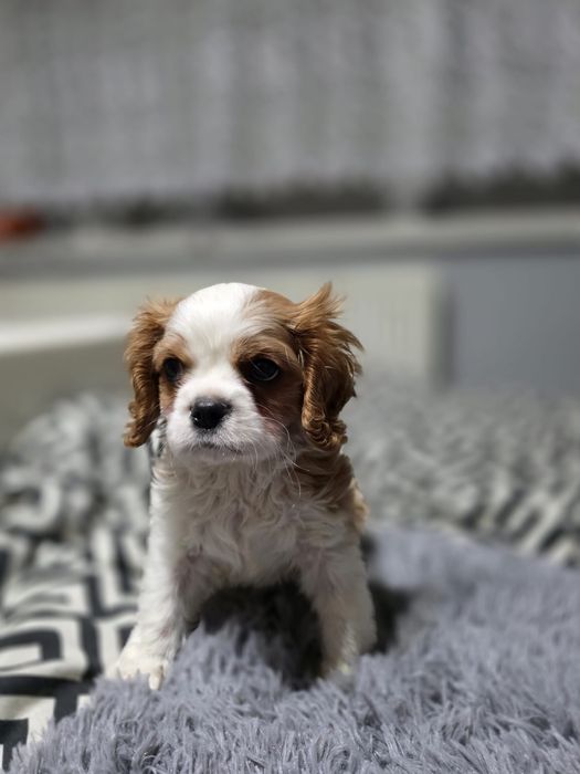 Cavalier King Charles Spaniel