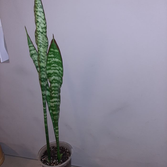 S. Black Coral , Black Coral