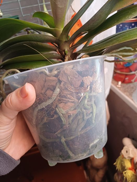 Орхидея ароматная