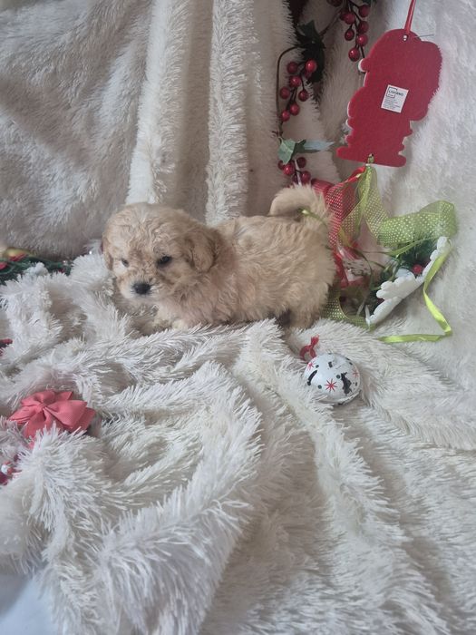 Caniche Toy  Criadora Registada PT 3088 FL