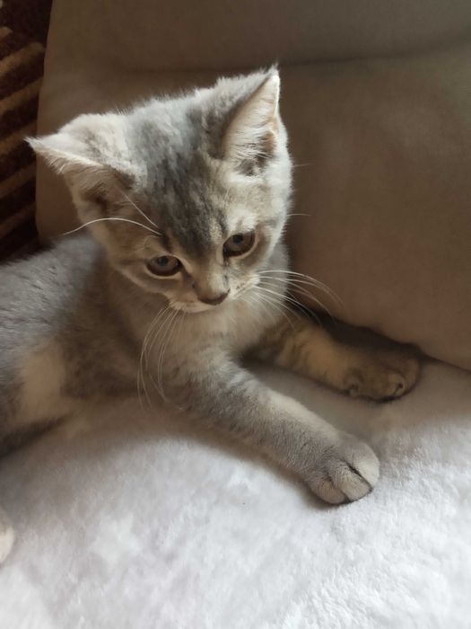 Котик британский голубого окраса
