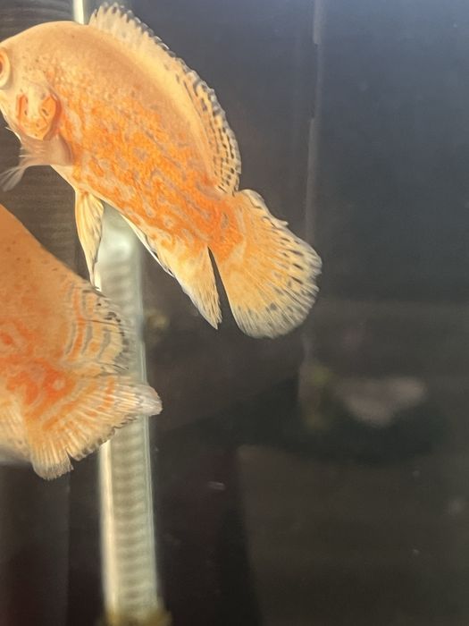 Oscar Red tiger/red Nemo/ red chilli GRADE A