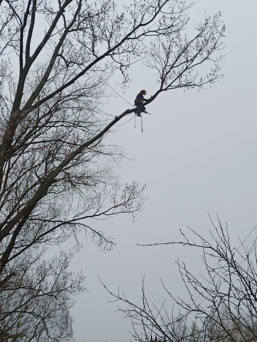 Usuwanie drzew trudnych !