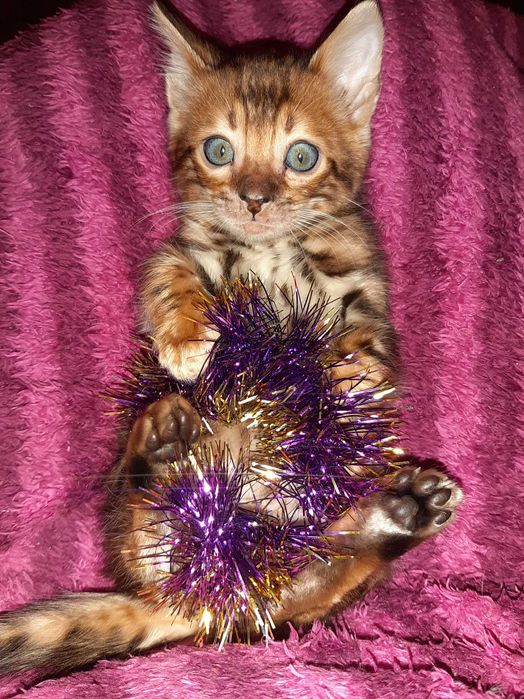 Новорічні бенгальчики в яскравих шубках. Всі BENn24