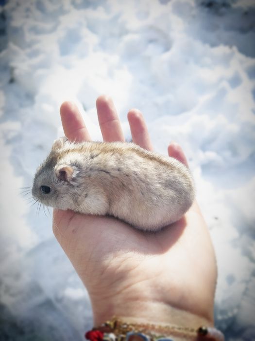 Хом'ячки дженгарики