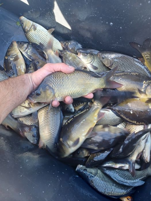 Karp narybek/kroczek. Jesiotr,Lin,Sandacz.