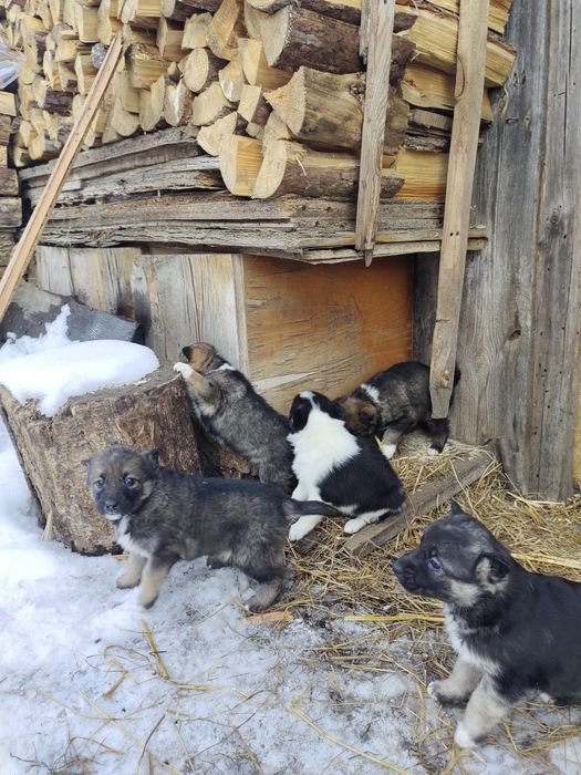 Віддам в добрі руки цуцення  дві  дівчинк (при потребі  стерилізуємо)