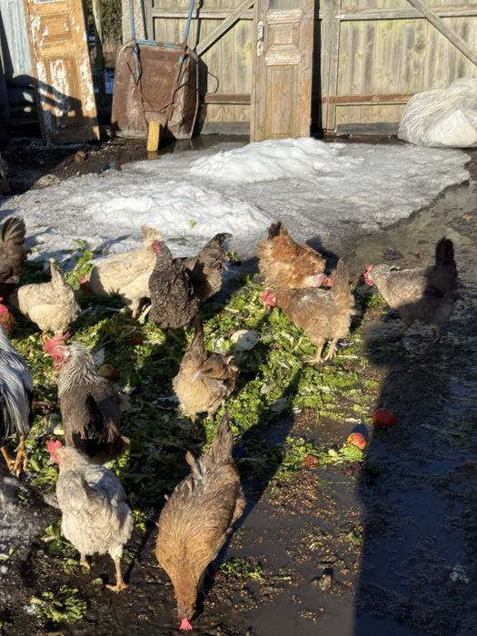 Інкубаційне яйце мішаних домашніх курей