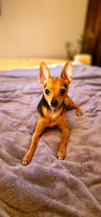 Той терьєр вязка