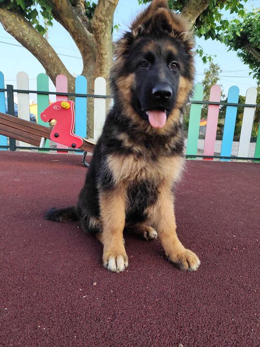 Pastor Alemão  pelo comprido com certificado lop e Afixo