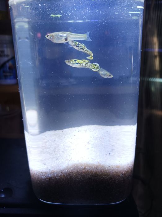 Endler Yellow Tiger speartail .