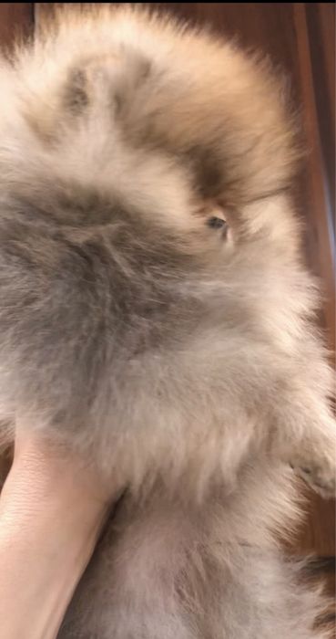 Померанський шпіц.Бронь .