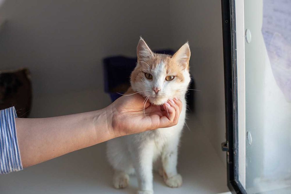 Віддам у добрі руки