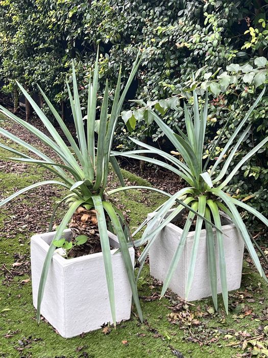 Plantas grandes com vasos