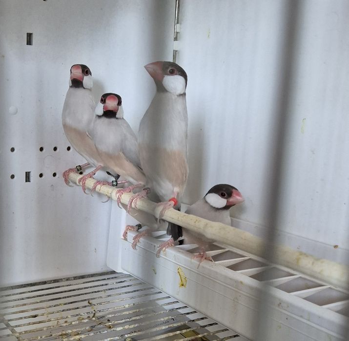 Sprzedam ryżowce mutacje