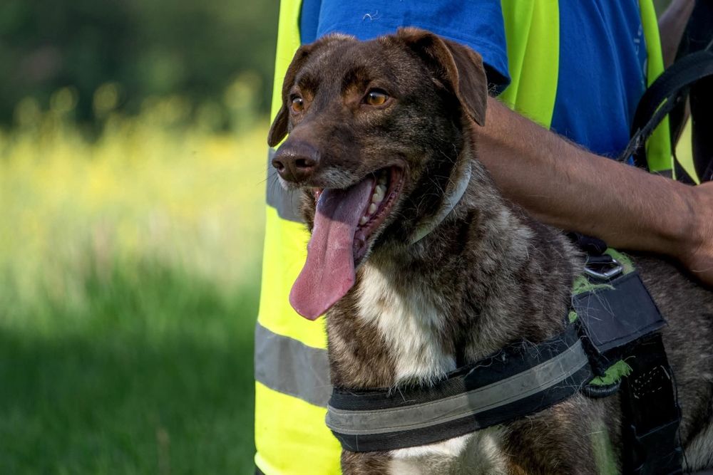 Rysiek,  psiak idealny szuka domu