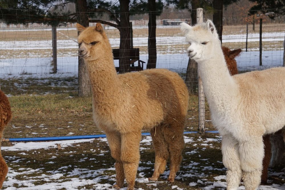 Alpaki młode samce Hodowla Monalpi alpaka farm