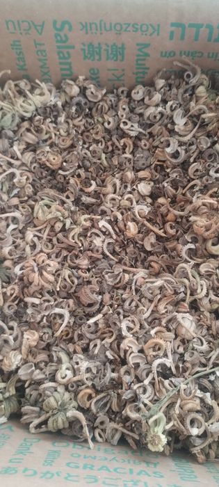 Насіння календули